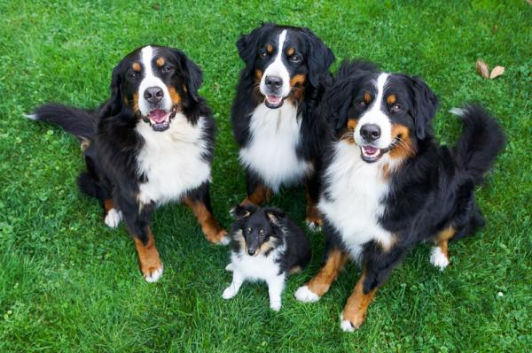 Berner Sennenhunde Züchter in Hannover Berner Sennenhunde Züchter in Hannover